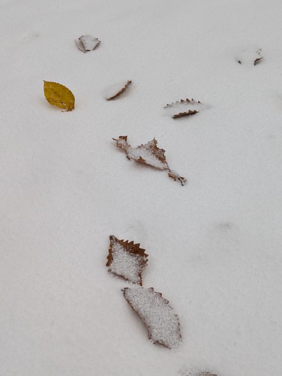 立冬の雪