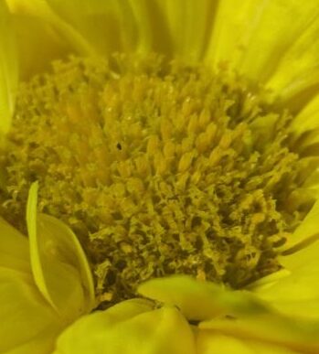 菊酒　重陽の節句