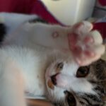 猫用駆虫剤ネクスガード