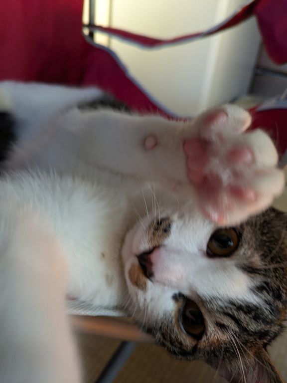 猫用駆虫剤ネクスガード