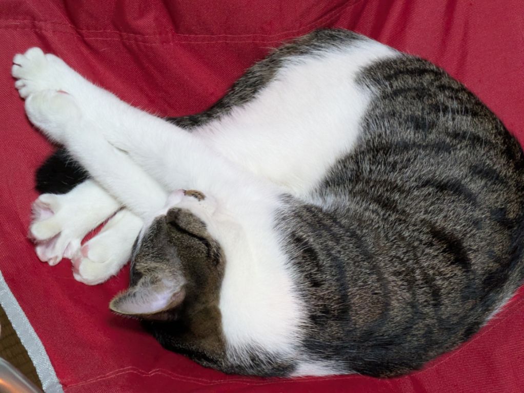 猫用駆虫剤ネクスガード