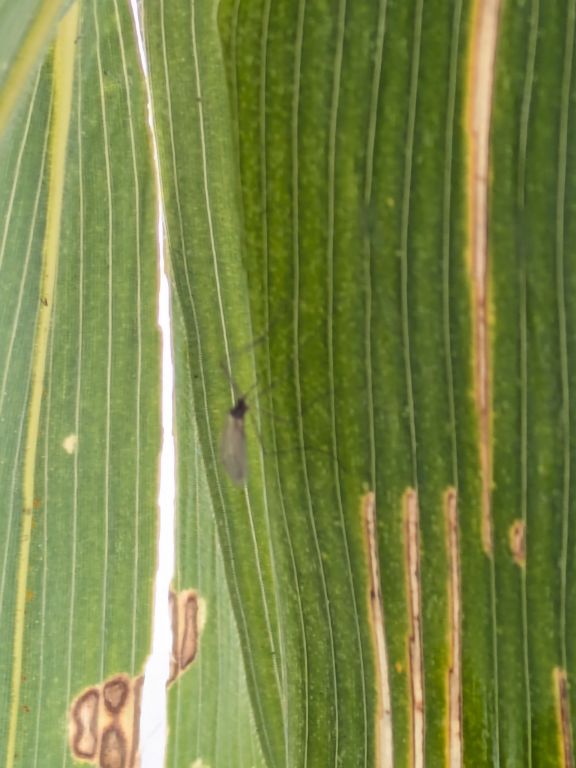 ガガンボダマシ