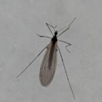 ガガンボダマシ