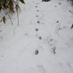 キタキツネのフィールドサイン