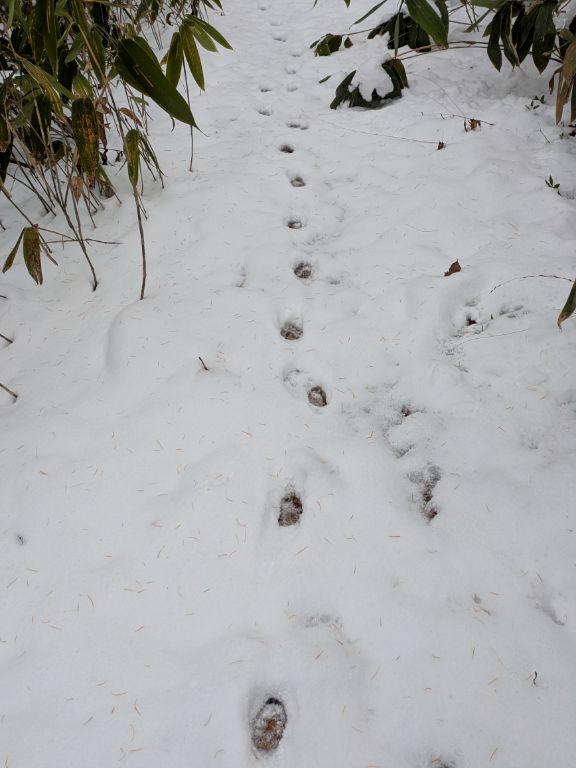 キタキツネのフィールドサイン