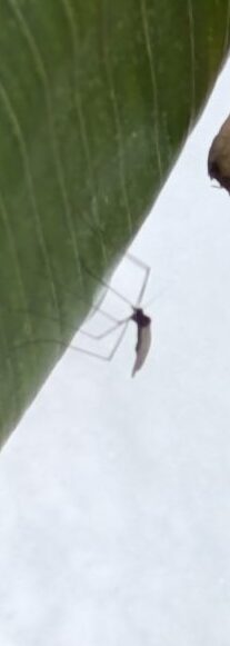 ガガンボダマシ