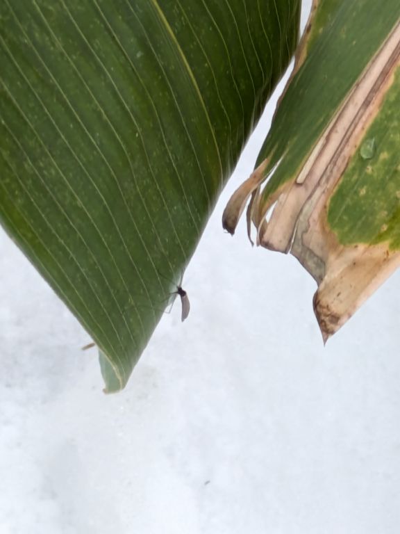 ガガンボダマシ