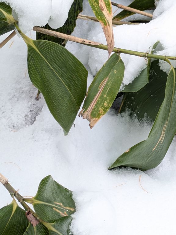 ガガンボダマシ