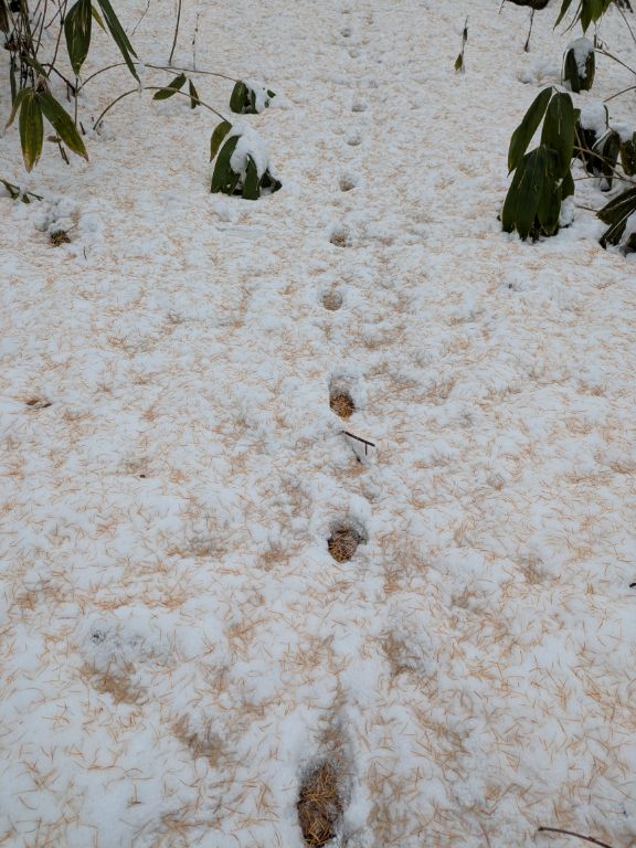 キタキツネのフィールドサイン