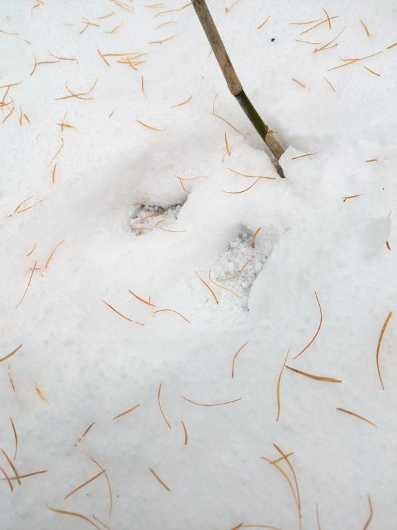 エゾユキウサギの足跡