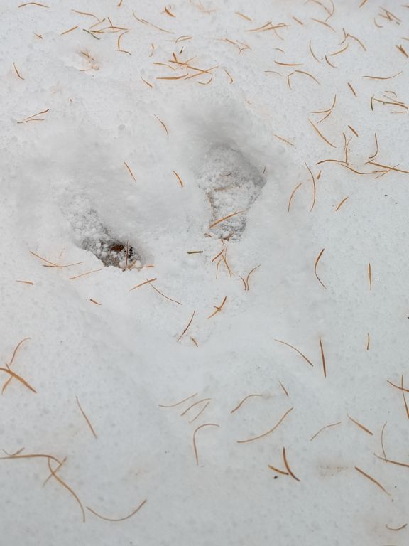 エゾウサギのフィ-ルドサイン