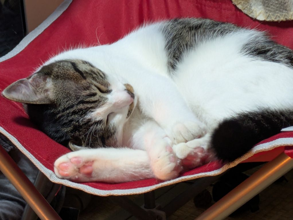 生後半年の仔猫