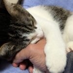 生後半年の仔猫