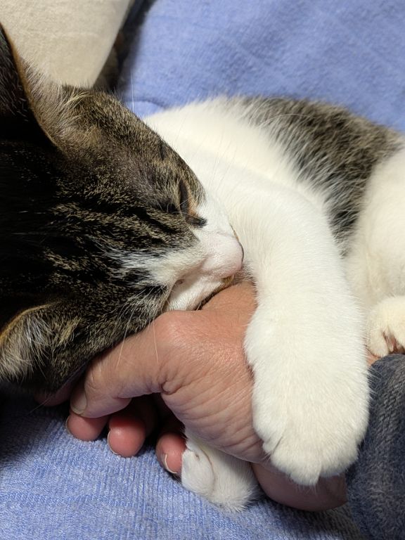 生後半年の仔猫