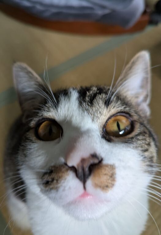 生後半年の仔猫