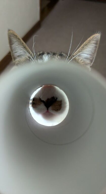 生後半年の仔猫