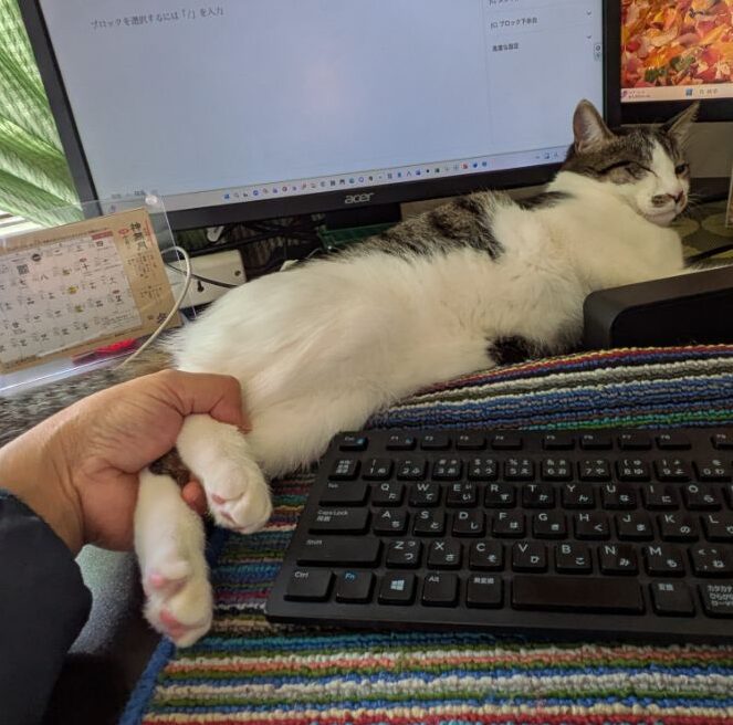 生後半年の仔猫