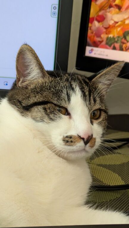 生後半年の仔猫