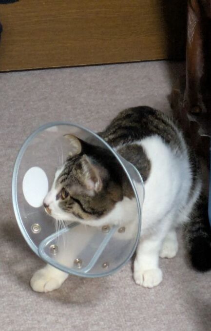 仔猫　去勢手術終了