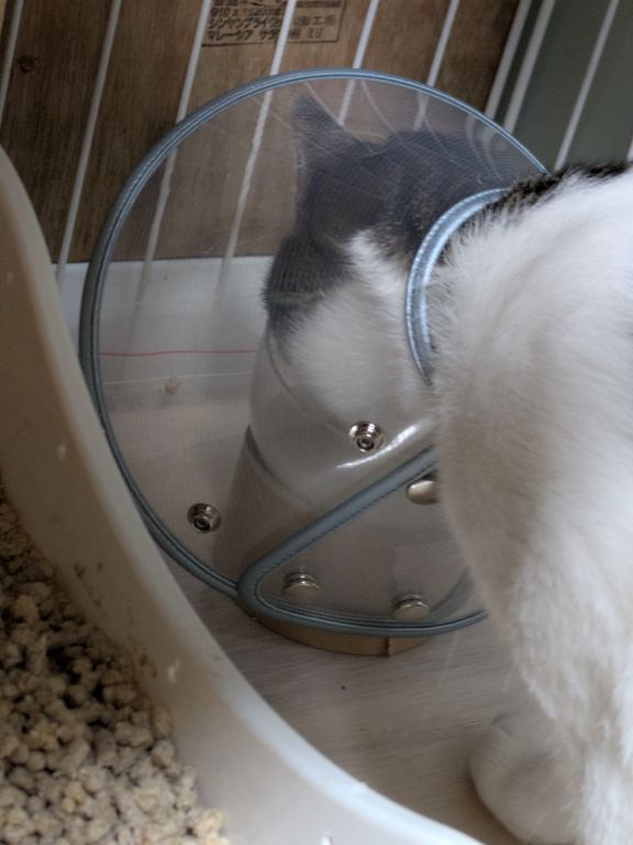 仔猫　去勢手術終了