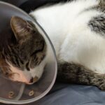 仔猫　去勢手術終了