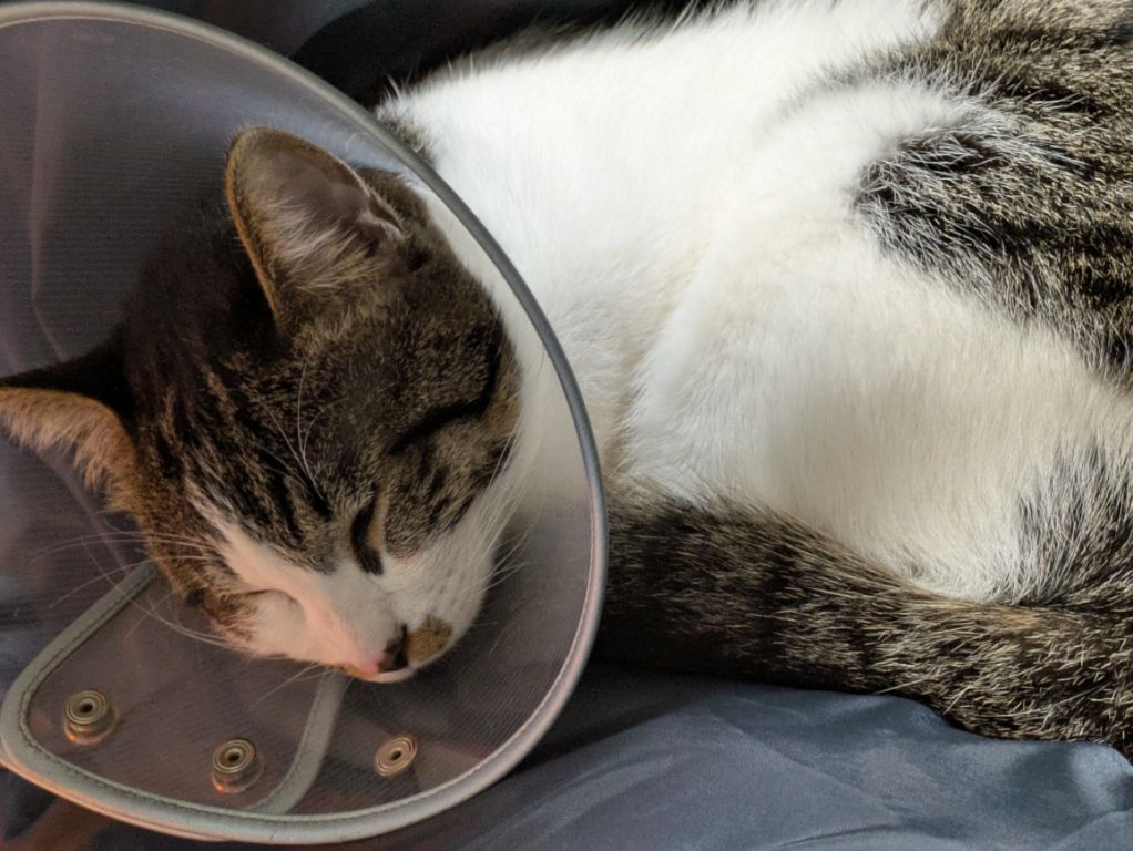 仔猫　去勢手術終了