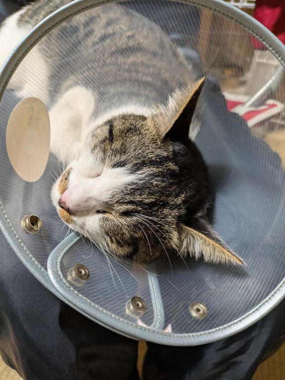 仔猫　去勢手術終了