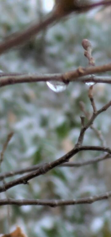 氷の雫