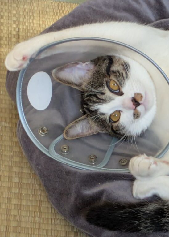 猫とエリザベスカラー