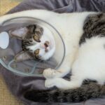 猫とエリザベスカラー