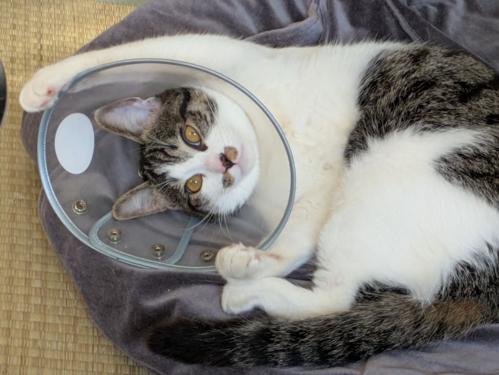 猫とエリザベスカラー