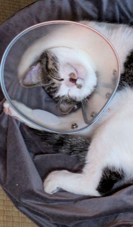 猫とエリザベスカラー