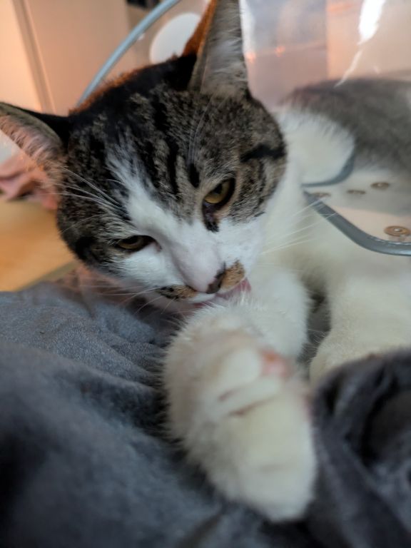 猫とエリザベスカラー