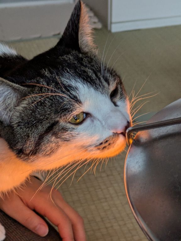 猫とエリザベスカラー