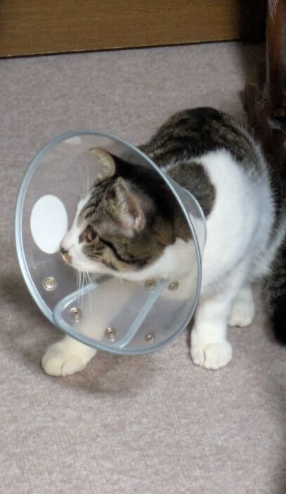 猫の去勢手術直後