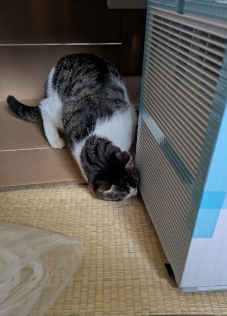 我が家の好奇心旺盛さん