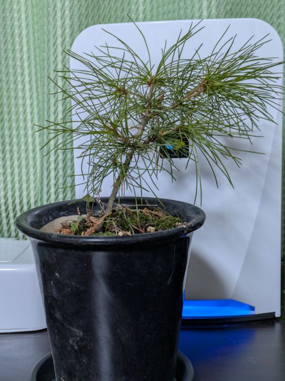 我が家の松迎え