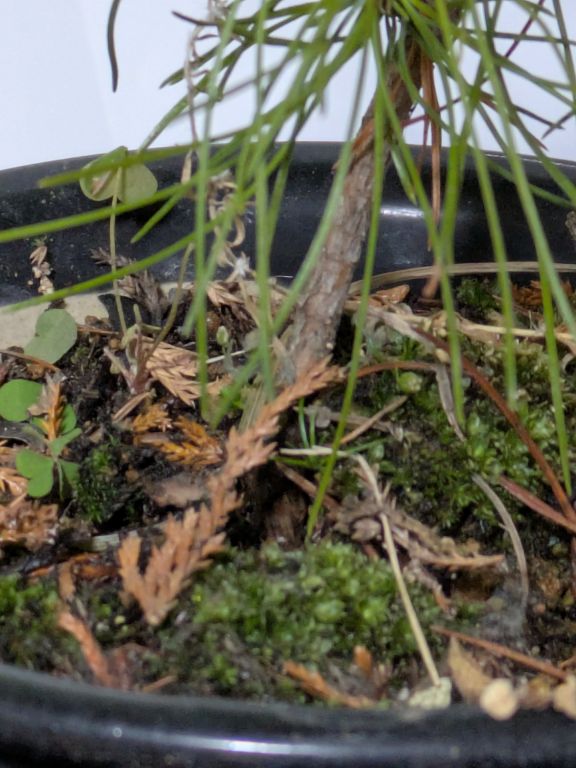 我が家の松迎え