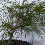 我が家の松迎え