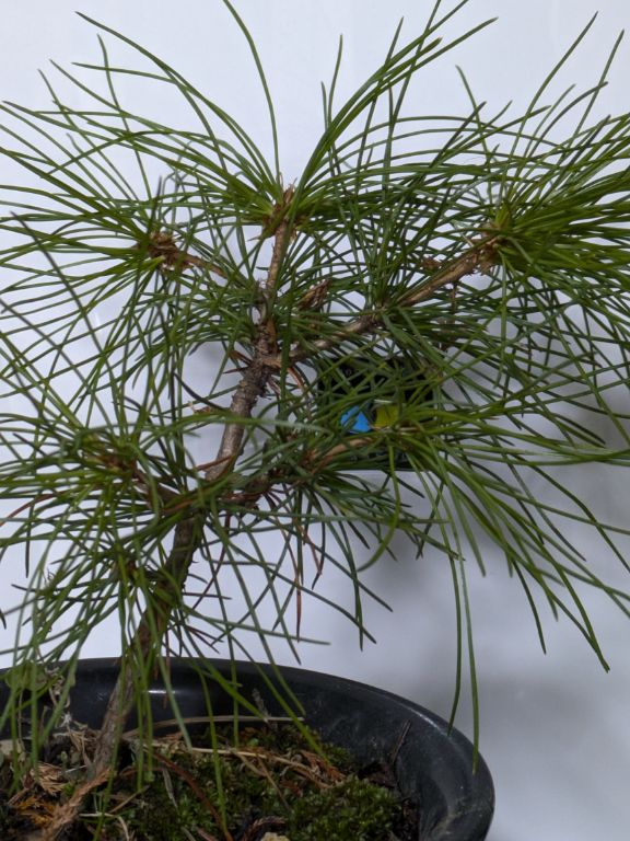 我が家の松迎え