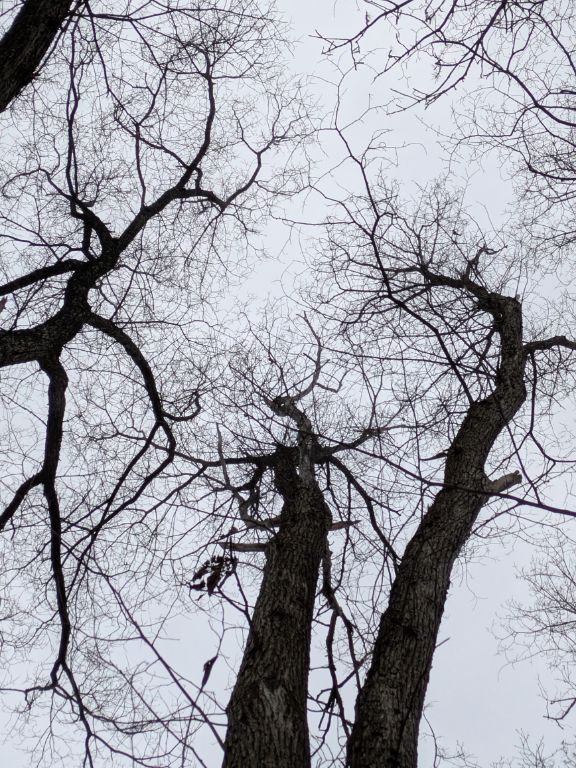 クリスマスの森散歩