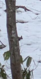 クリスマスの森散歩　エゾリス