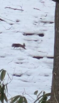 クリスマスの森散歩　エゾリス