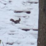 クリスマスの森散歩　エゾリス