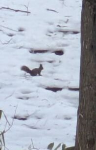 クリスマスの森散歩　エゾリス