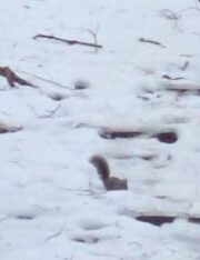 クリスマスの森散歩　エゾリス