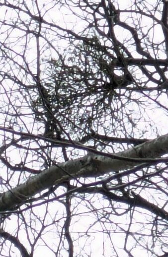 クリスマスの森散歩　ヤドリギ