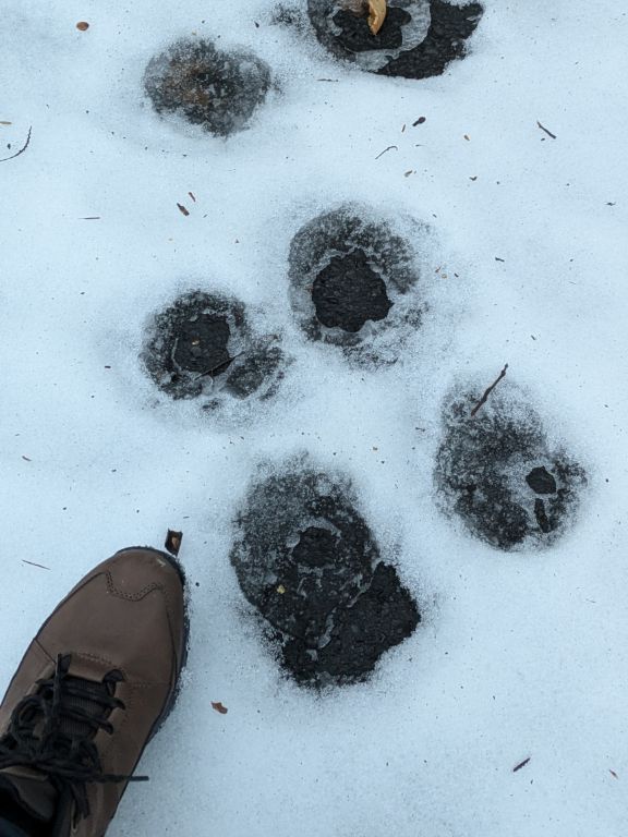 クリスマスの森散歩