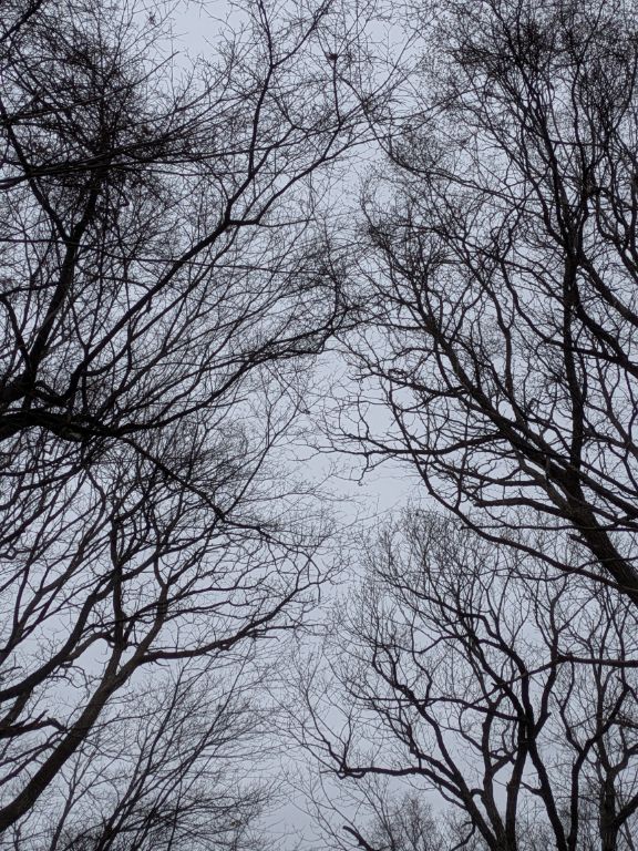 クリスマスの森散歩