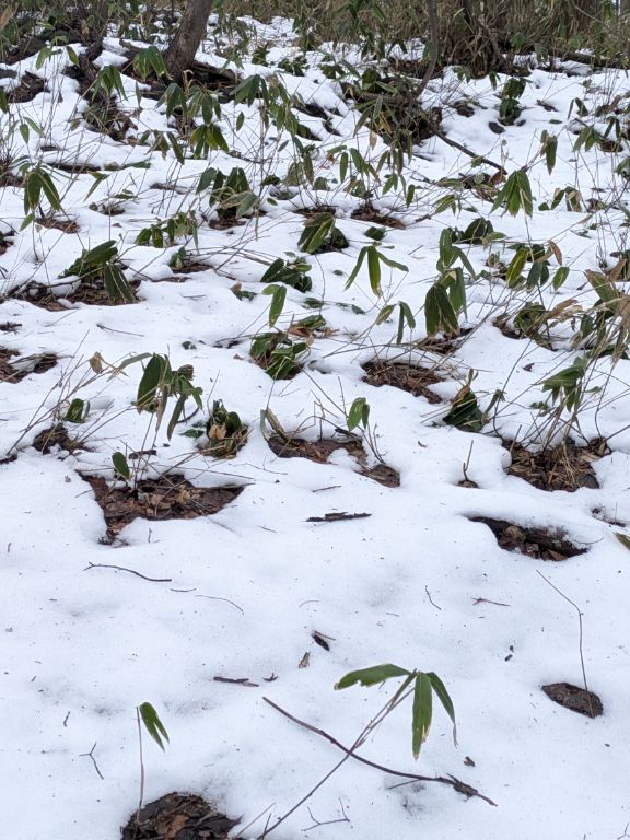 クリスマスの森散歩